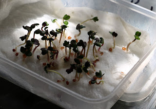 Nearly 100% germination of these seeds Nearly 100% germination of these seeds