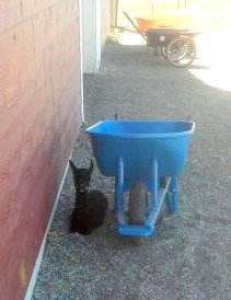 Young cria laying next to a blue wheel barrel.