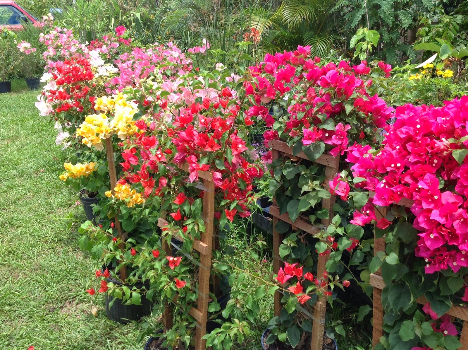 HeyPlantMan! Exotic Tropical Plants from St. Pete FL Bougainvillea Brilliance in July
