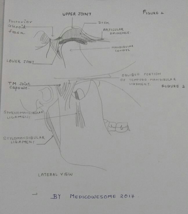 Medicowesome: Temporomandibular joint: Notes for MBBS exam