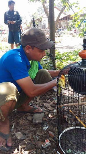 Solihin Alias Iin Tukang Potong Ayam Yang Sukses Menjadi Perawat Burung