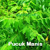PUCUK MANIS - SAYUR BERKHASIAT