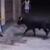 Se Quedó Paralizada Antes De Ser Duramente Atacada Por Un Toro