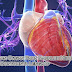 Pengertian Organ Pada Makhluk Hidup Beserta Contohnya Lengkap