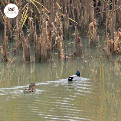 Pareja de ánade azulón (Anas platyrhynchos) desde el observatorio de aves de los galachos