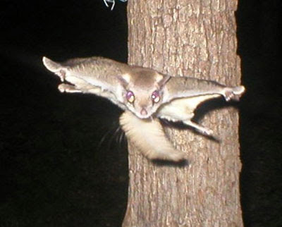 facebooking from the edge...: When squirrels go rogue...