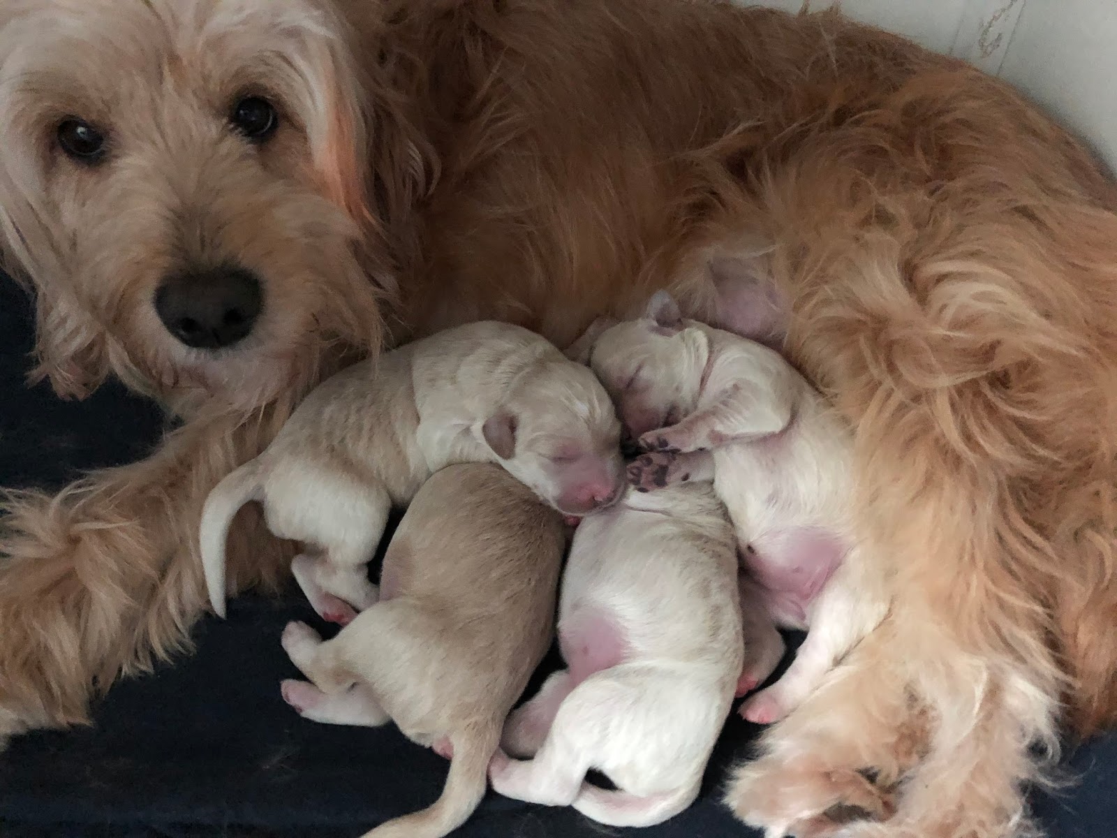 Gone 2 The Dog Goldendoodle Puppies And Adult Dogs For Sale