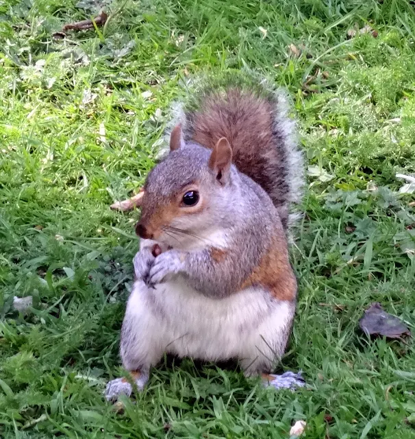 squirrels in Golders Hill Park