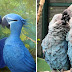 Heartbreaking News: The Blue Parrot From 'Rio' Movie Is Now Extinct