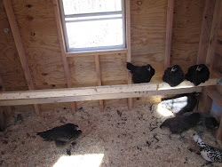 board droppings chicken boxes poop boards roosts nest chickens nesting happens coop roost door position pop right because chick challenges