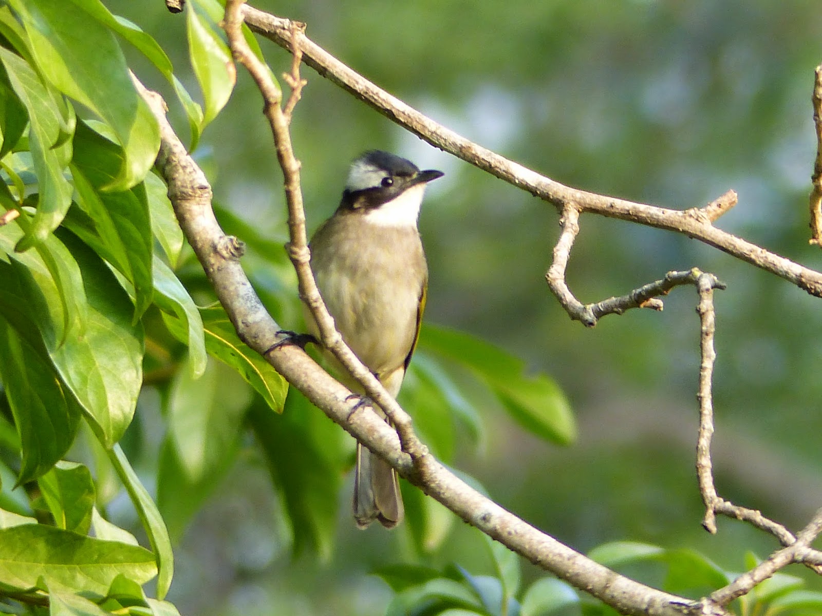 貓頭鷹雜貨舖: 【雀仔園】香港公園常見雀鳥