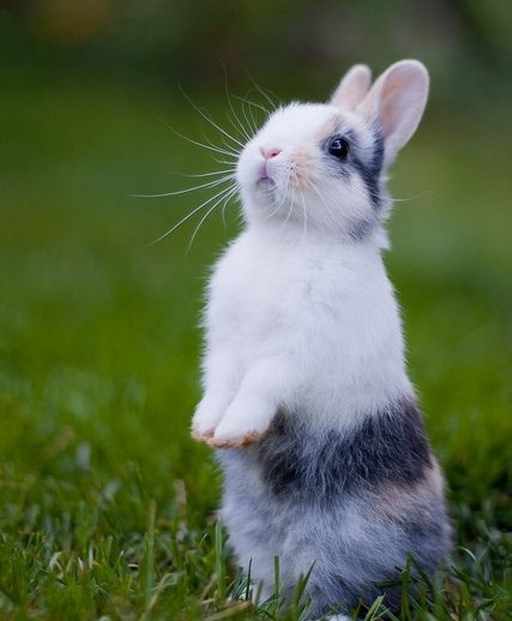 33 Cute Pictures Of Bunnies That Immediately Put Us In The Easter Spirit 33 Cute Pictures Of Bunnies That Immediately Put Us In The Easter Spirit