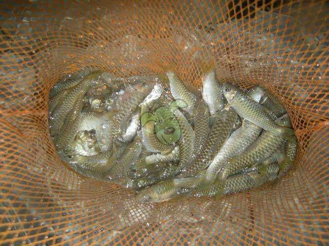 Budidaya Ikan Batak