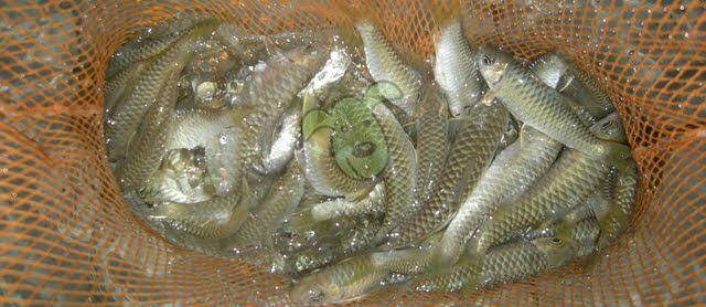Budidaya Ikan Batak (TOR SORO) Ikan Mashseer Makanan Raja