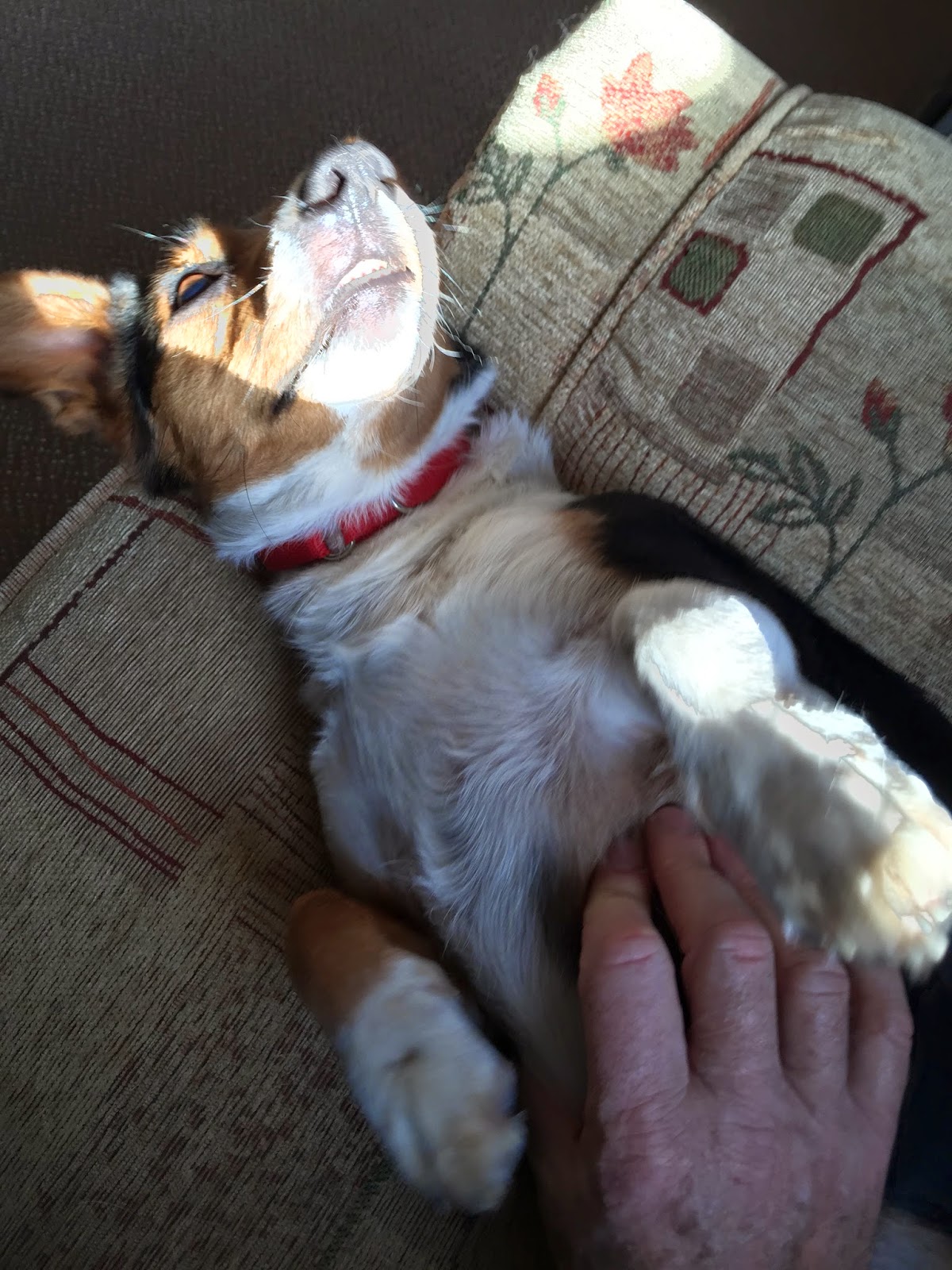 Canine massage from AchyPaw