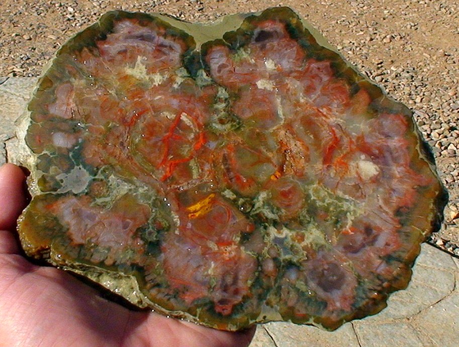Fossilized Dinosaur Dung fossilized-dinosaur-dung