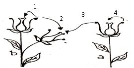 Ide 34+ Gambar Penyerbukan Sendiri