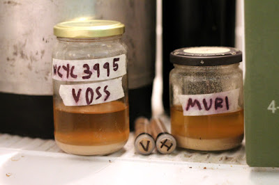 Jars and tubes of Voss and Muri kveik brought back from Norway.