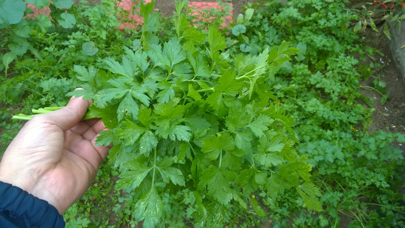 How To Grow Parsley From Seeds