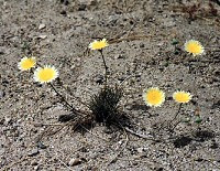 A flower in the desert