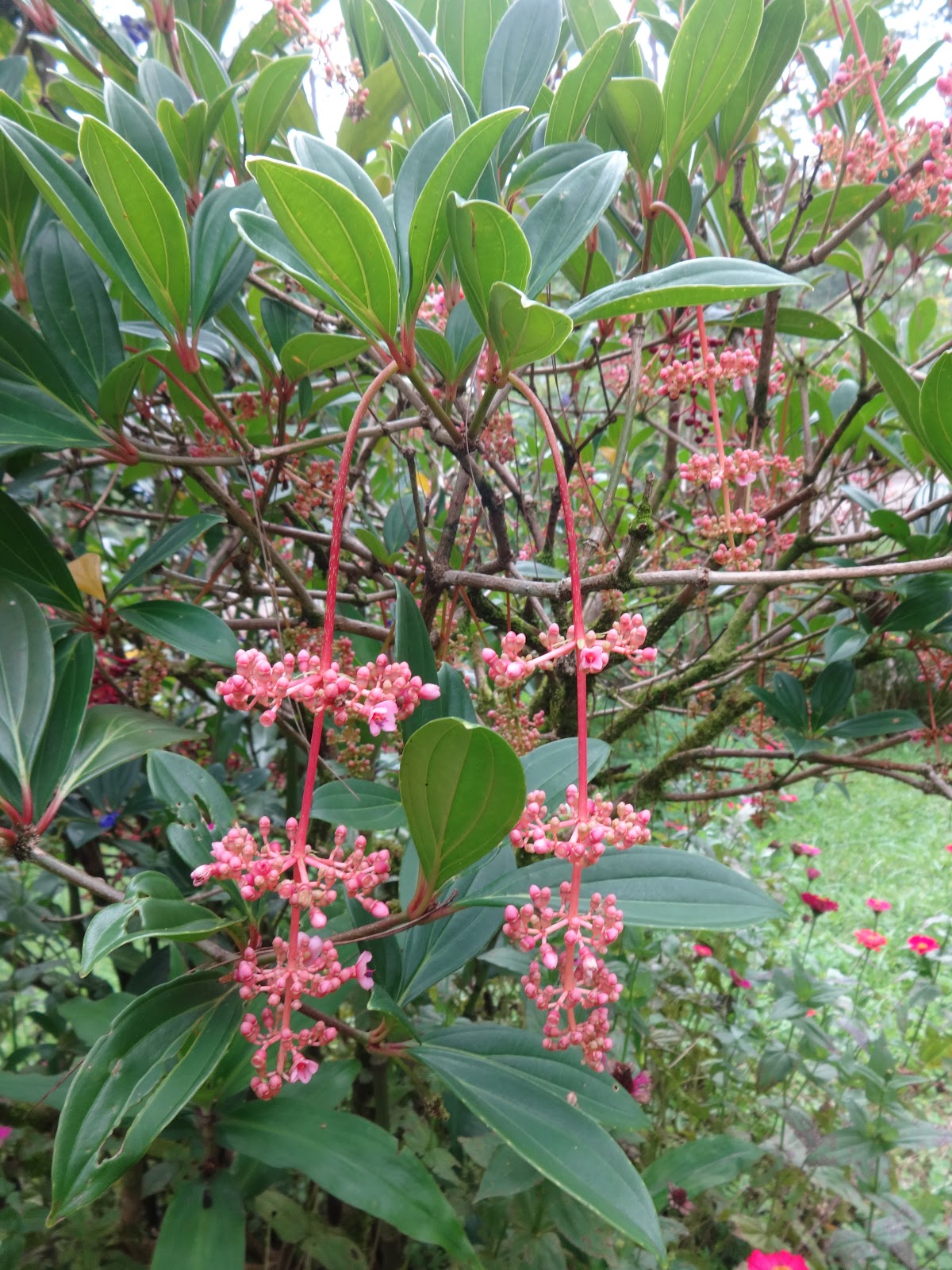 Herbs from Distant Lands Medinilla magnifica, Medinilla pendula