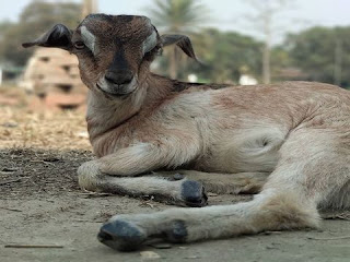 सपने में बकरी देखना | sapne mein bakri dekhna सपने में बकरी देखना | sapne mein bakri dekhna
