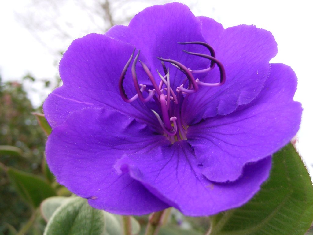 Flower Homes Flowers From Africa