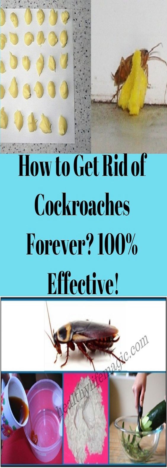 How to Get Rid of Cockroaches Forever? 100 Effective! healthymasters