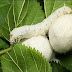 Sericulture in Nepal