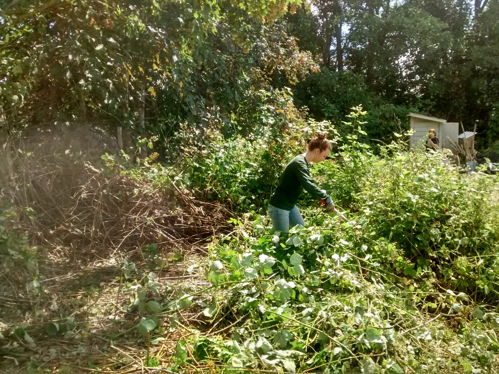 Regenerative Agroecosystems Orchard blackberry removal