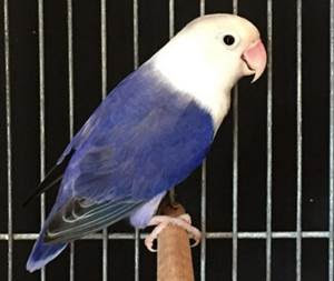 lovebird kepala elang lovebird kepala elang
