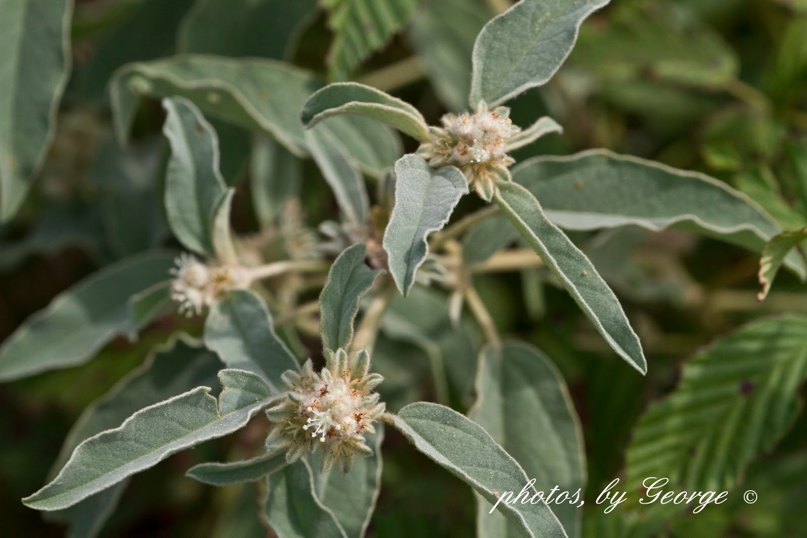 "What's Blooming Now" Woolly Croton (Croton capitatus)