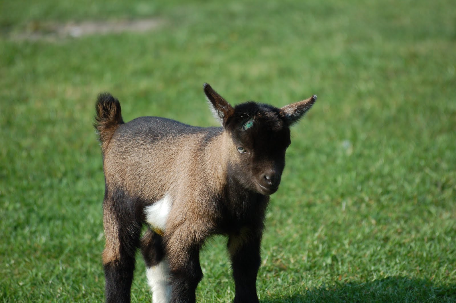 Maiden Castle Cottages Pygmy Goats Pygmy Goat kids for sale