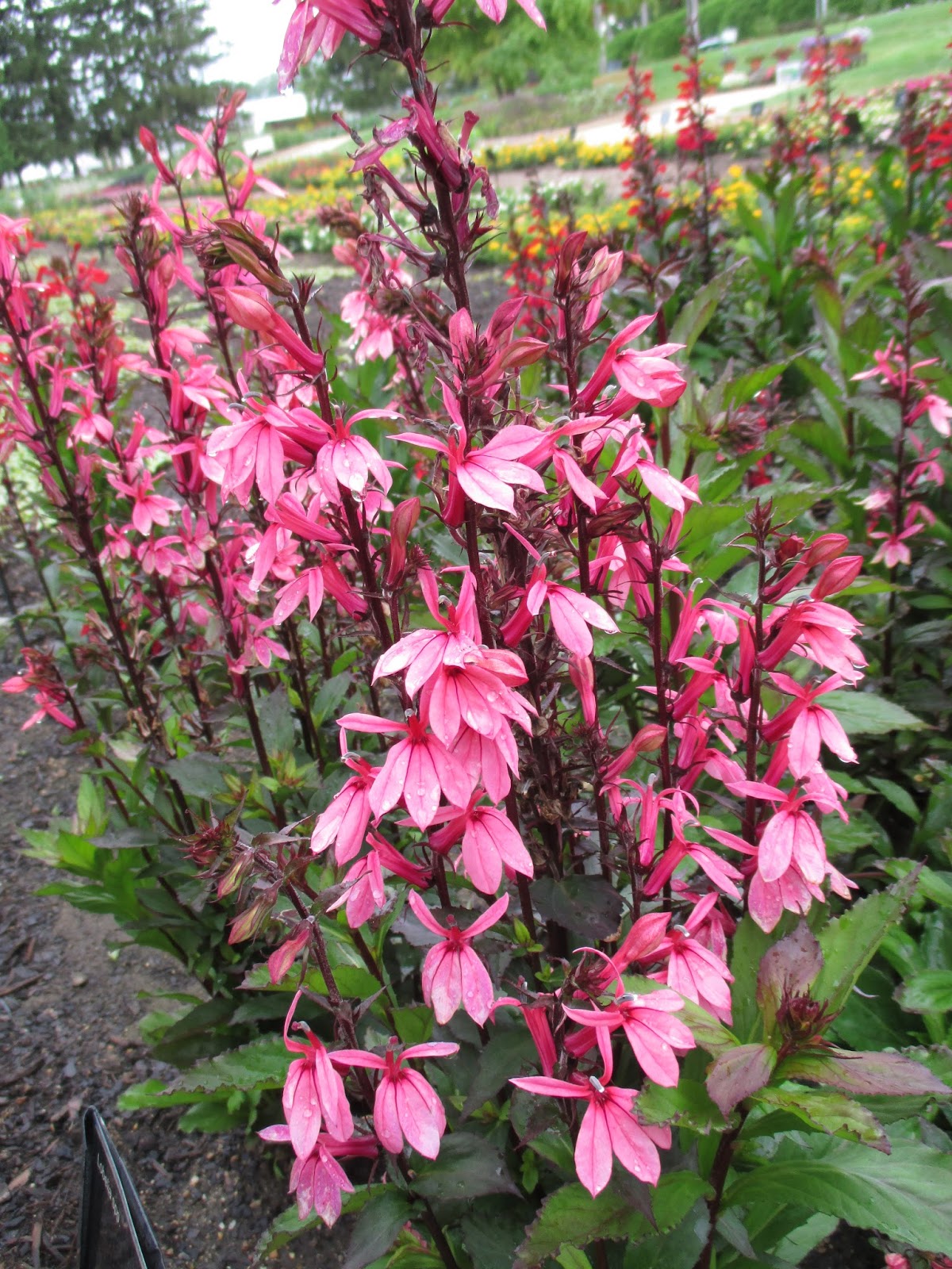 Classic Cardinal Flower - Rotary Botanical Gardens