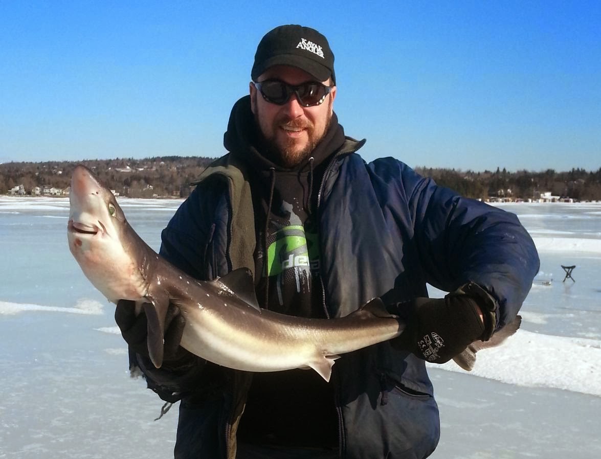 Here is the rare blue yellow perch my friend John Cail caught Ice