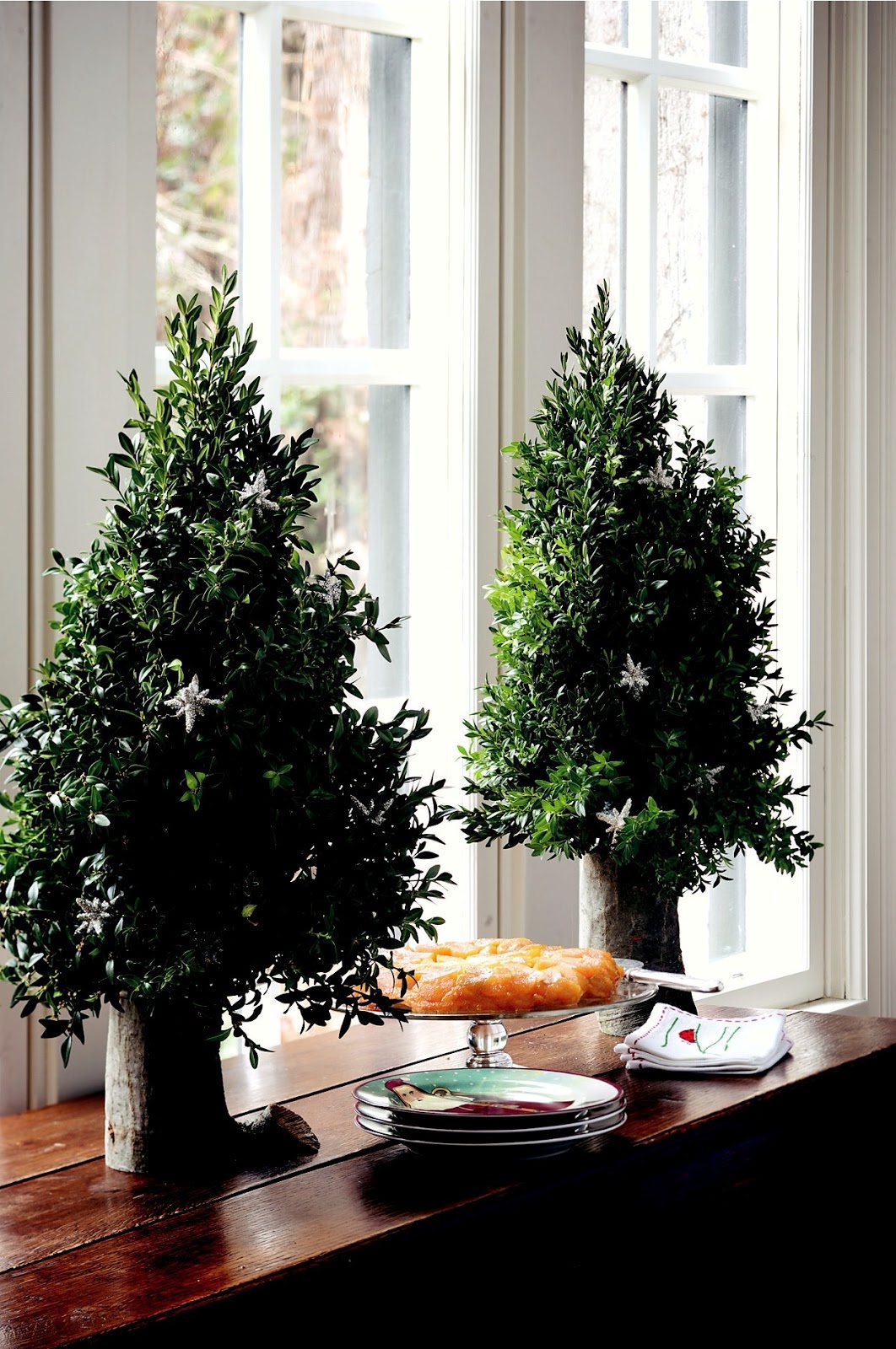 Hiving Out: miniature boxwood tree