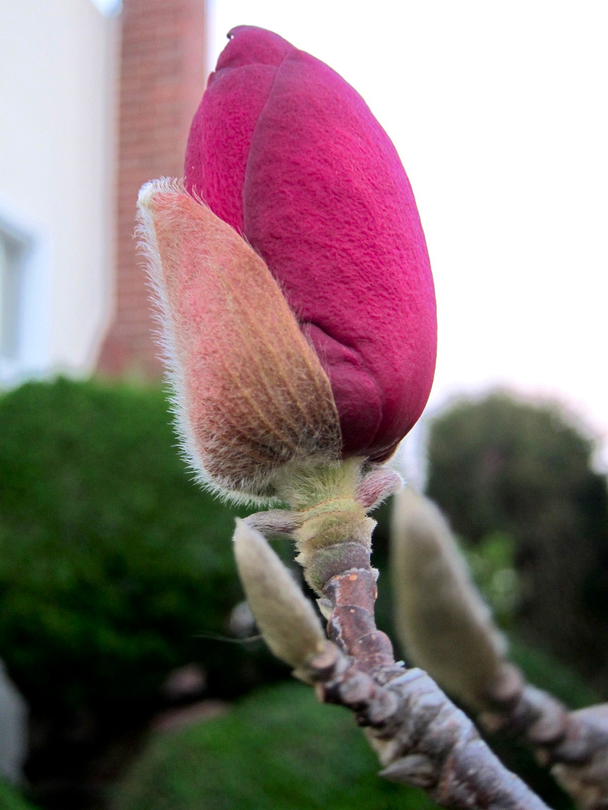 Chronica Domus: Spring In Winter