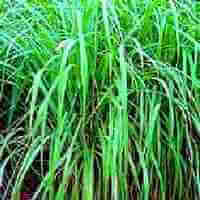Plants That Repel Mosquitoes- Picture of Citronella Plant
