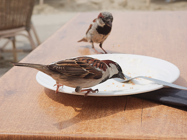Haussperling sucht Kuchenkrümel Haussperling sucht Kuchenkrümel