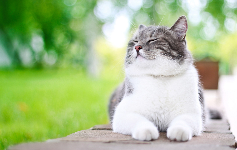 Bring new cat home Bring new cat home