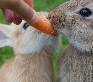 Bolehkan kelinci diberi makan wortel