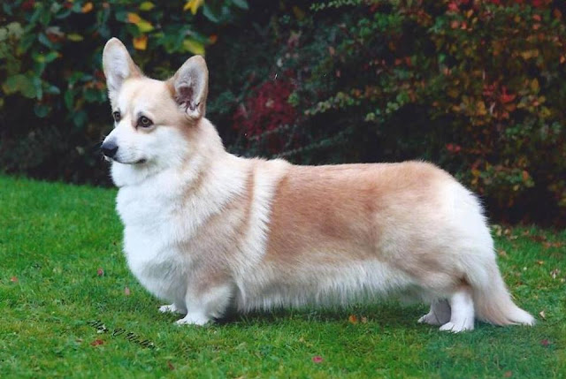 Hình ảnh những chú chó Corgi chân ngắn siêu đáng yêu