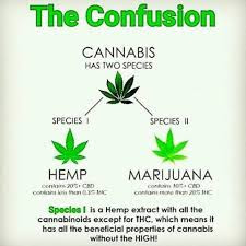 BUZZMEDIA257 HEMP VS MARIJUANA HEMP CANNOT GET U HIGH