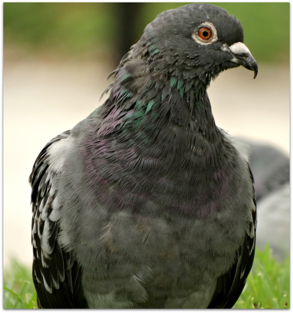 Snap Happy Birding the Feral Pigeon