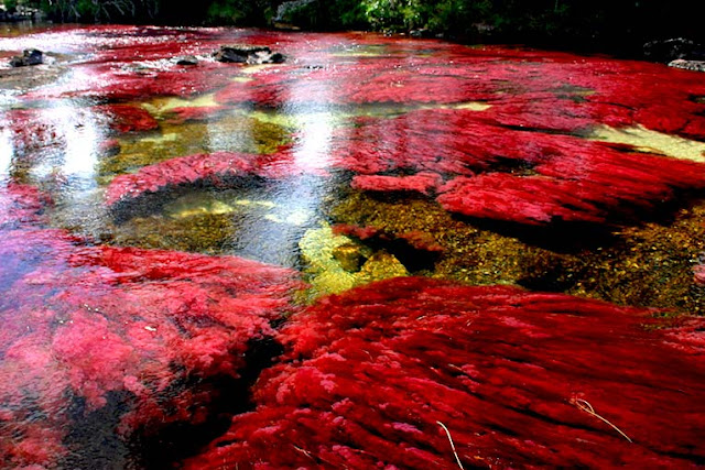 Fakta Unik Tentang Sungai Lima Warna di Dunia Fakta Unik Tentang Sungai Lima Warna di Dunia