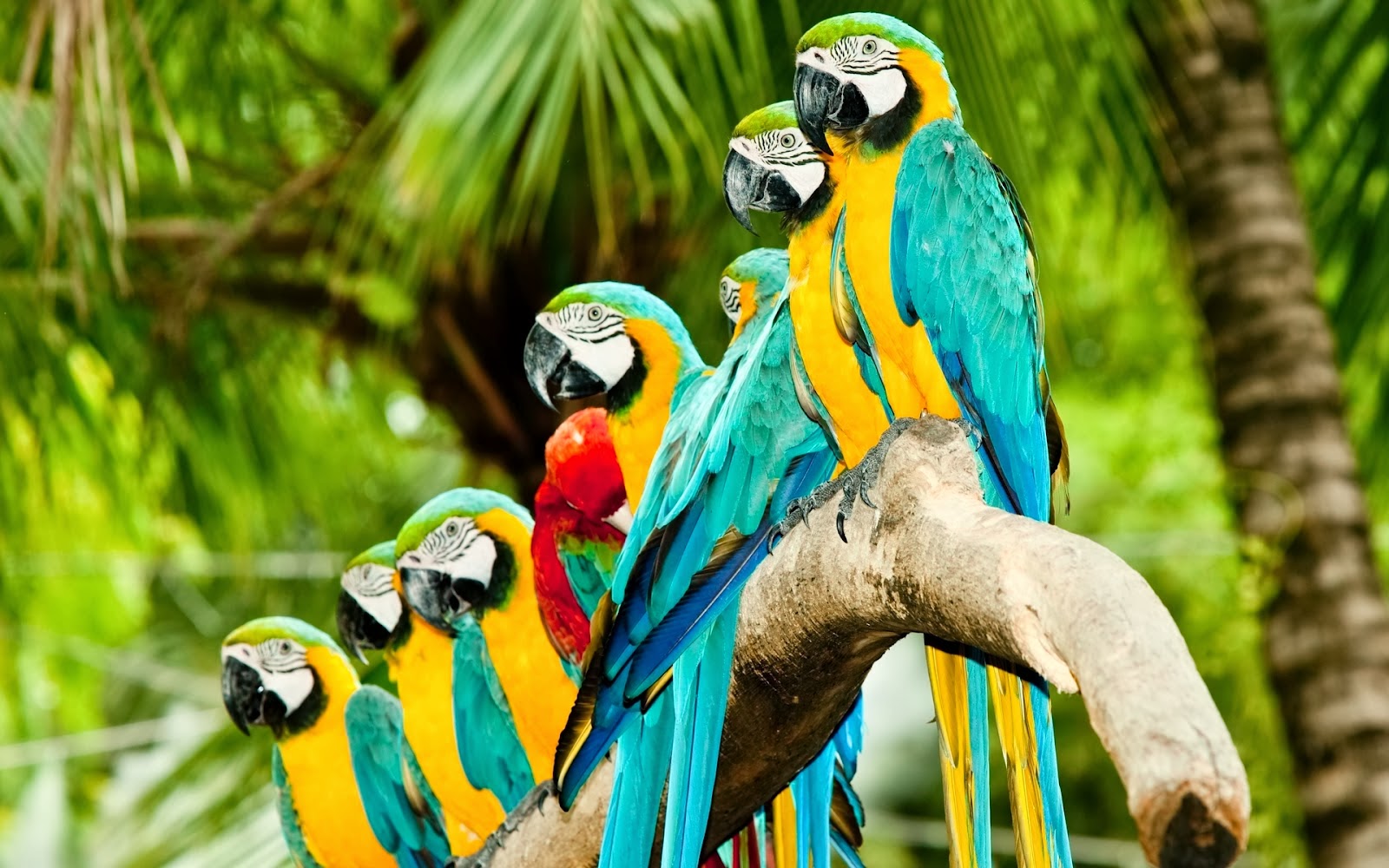 Reino Animal: CLASIFICACION VERTEBRADOS