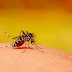 Saúde Pública: Virus Mayaro identificado em região urbana do RJ. Aedes aegypti pode ser um vetor.