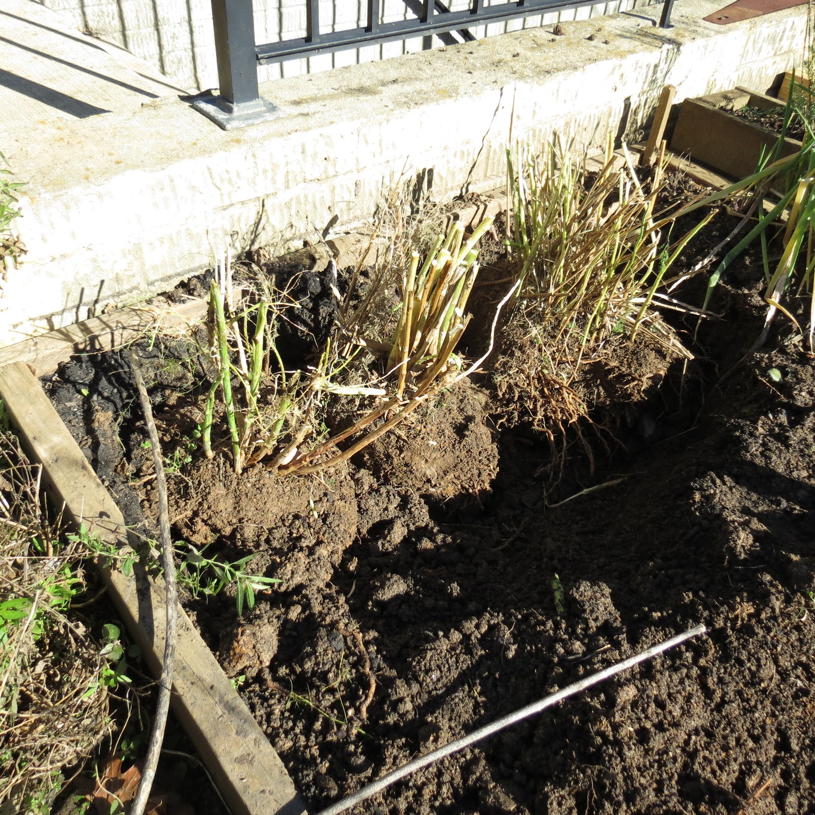 The Rusted Vegetable Garden: Digging Up and Transplanting ... The Rusted Vegetable Garden: Digging Up and Transplanting ... Planting Asparagus In The Fall