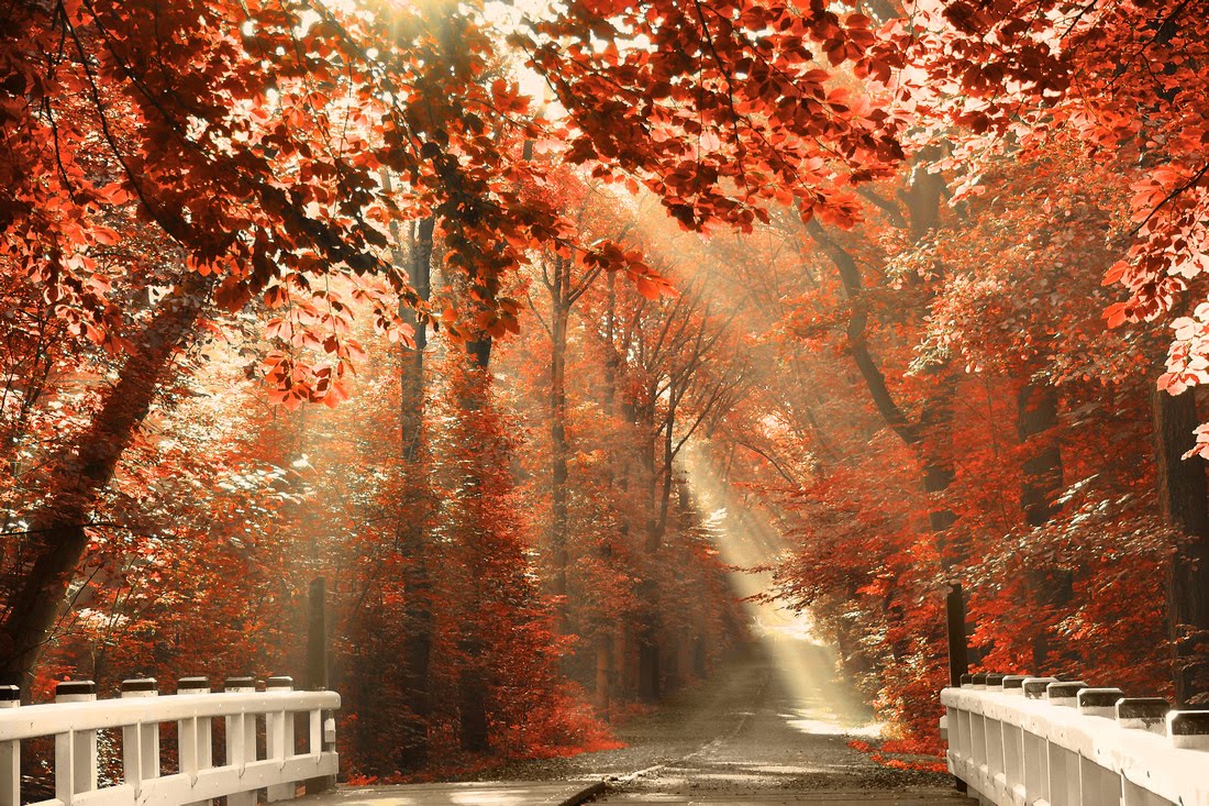 Bosque Rojo En Chernobyl, afectado por la radiactividad Naturaleza Vital