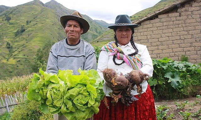 Mi Agro otorgará créditos directos a agricultores Mi Agro otorgará créditos directos a agricultores